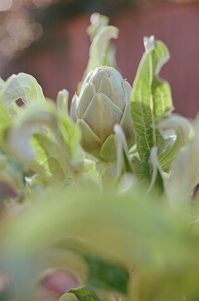 Macro shot of green leaves and buds in soft focus.