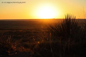Golden sunset illuminates desert landscape with yucca plant silhouette.