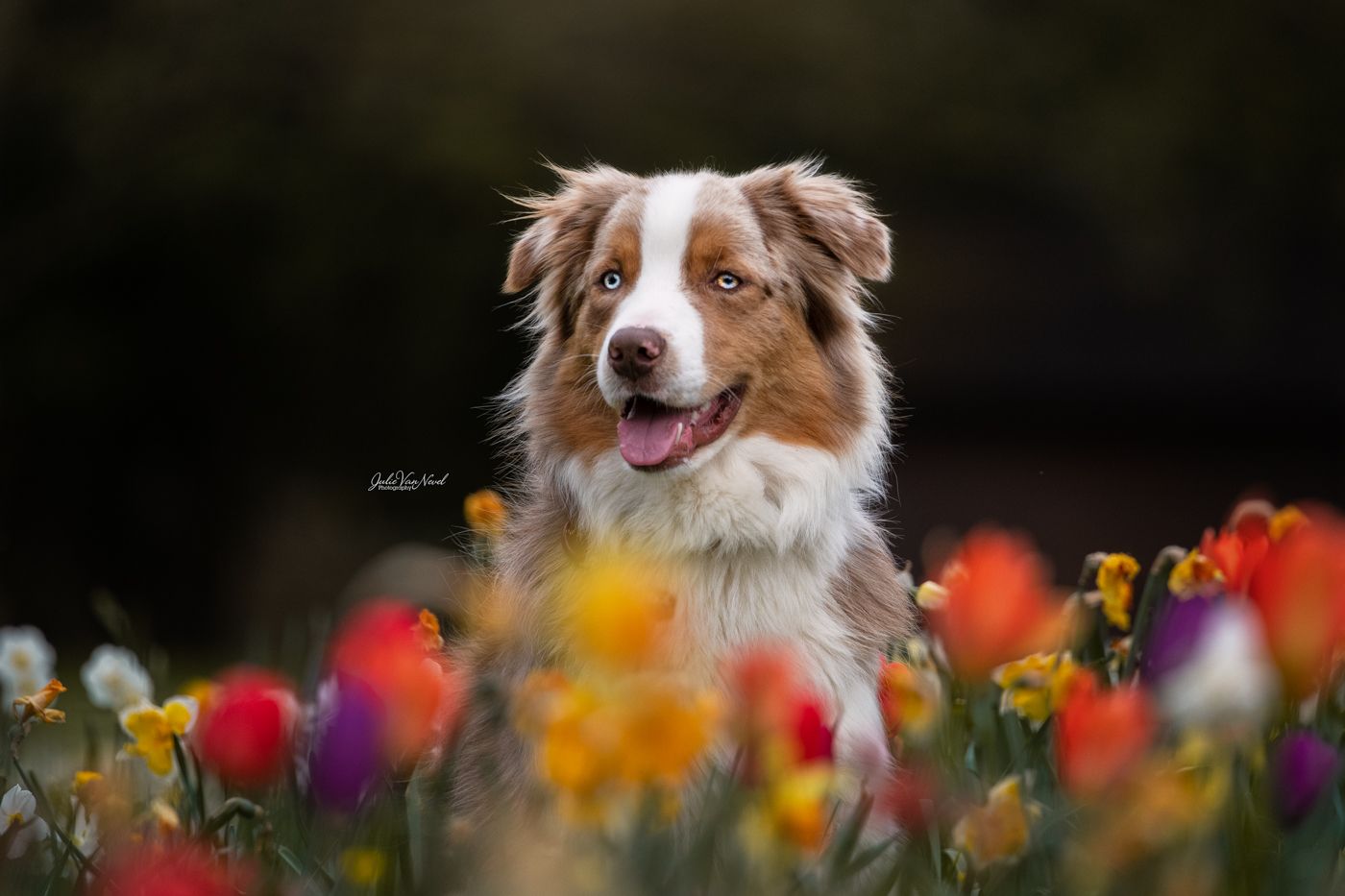 Chien berger australien