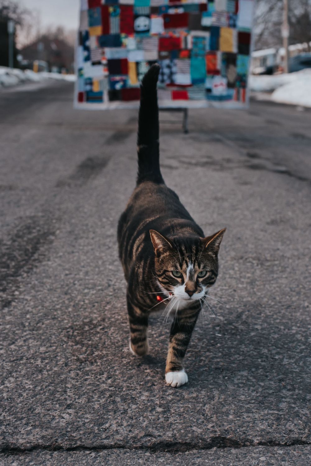 Cool cat Neko walks down the street as his father holds a quilt behind him to be photographed.