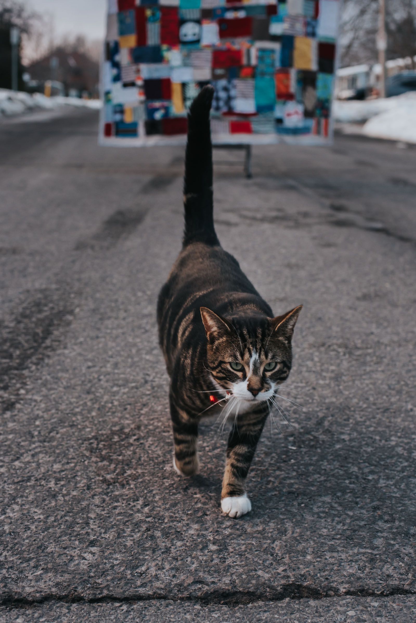 Cool cat Neko walks down the street as his father holds a quilt behind him to be photographed.