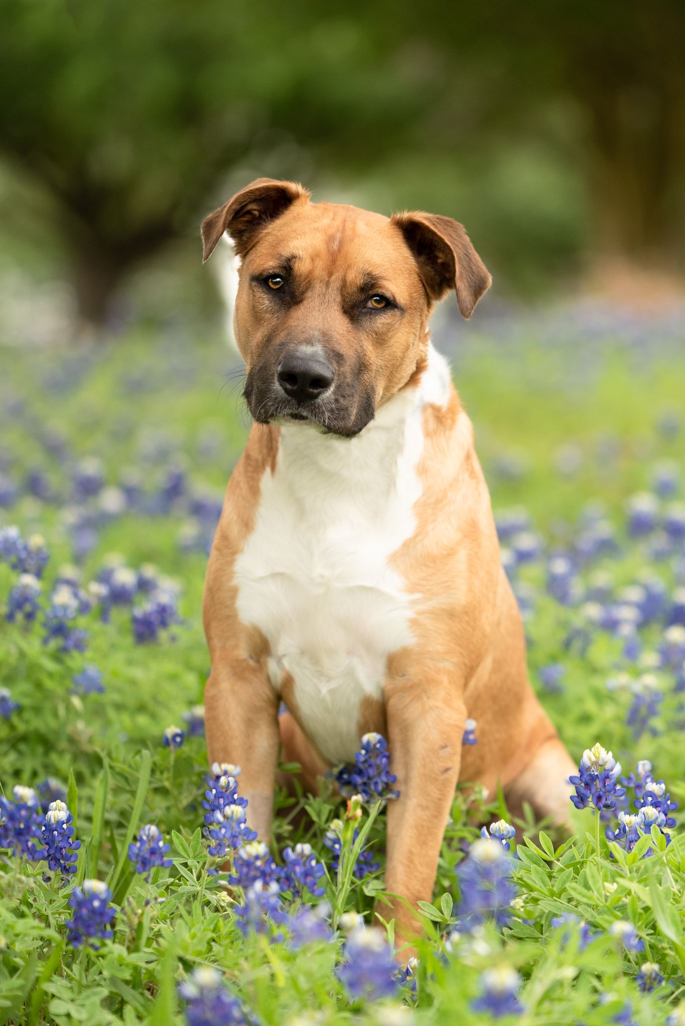 A tan and white pit bull mix dog sits attentively among blooming bluebonnets in a spring meadow.