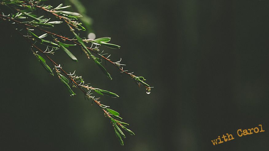 Delicate water droplets hanging from green plant branches in soft focus.