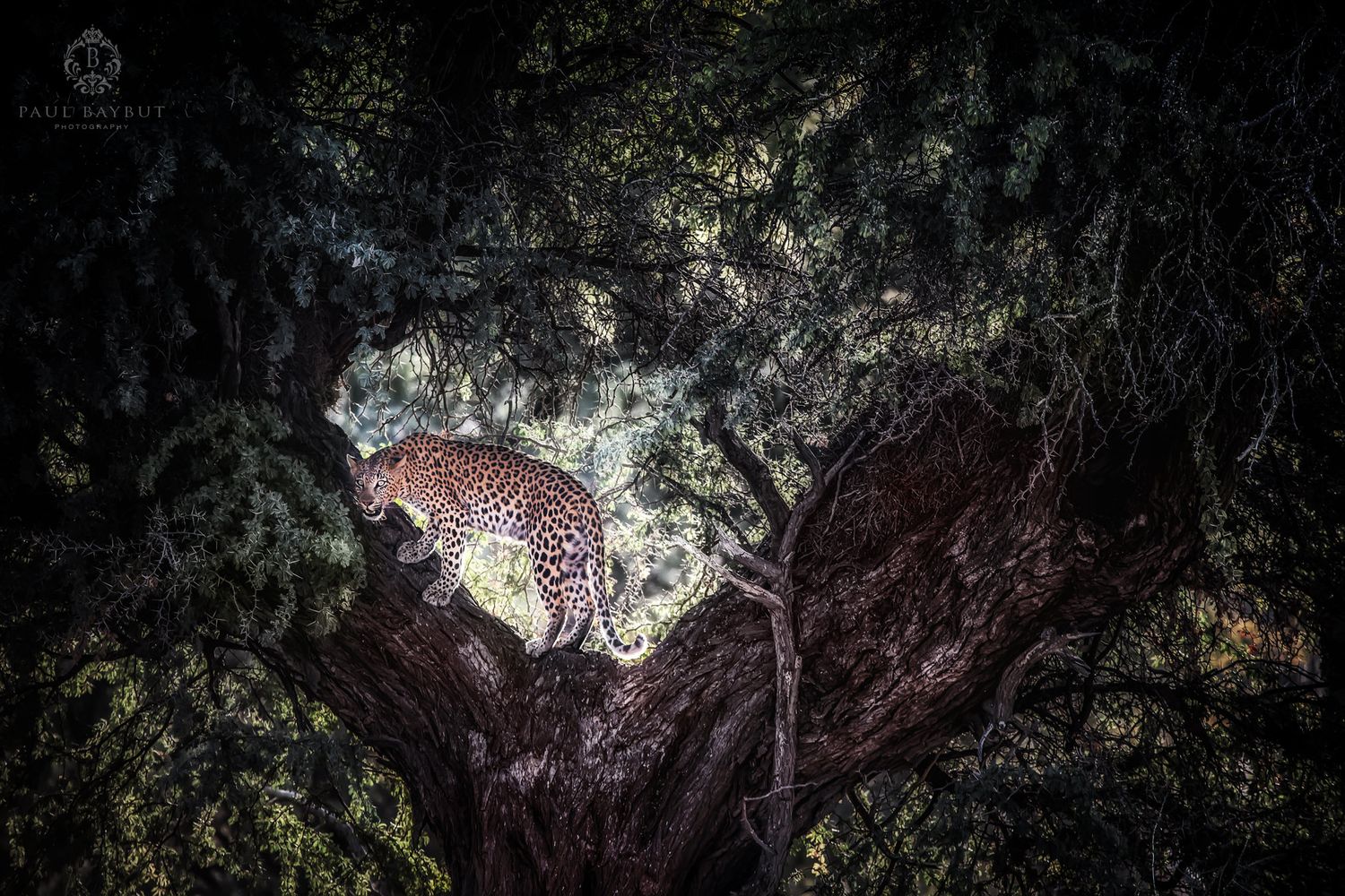 A leopard rests in the darkness of a tree, illuminated against textured bark.