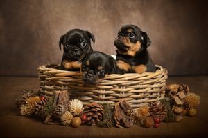 griffon puppies photographer dog