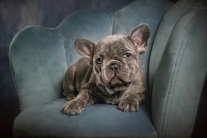 dachshund puppies photographer dog