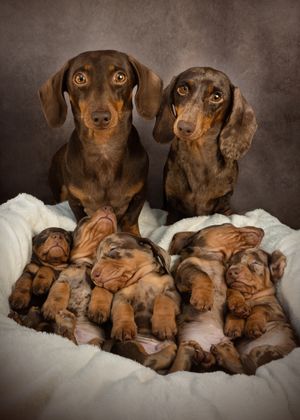 dachshund puppies photographer dog