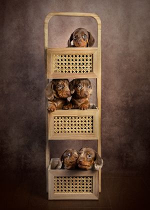 dachshund puppies photographer dog