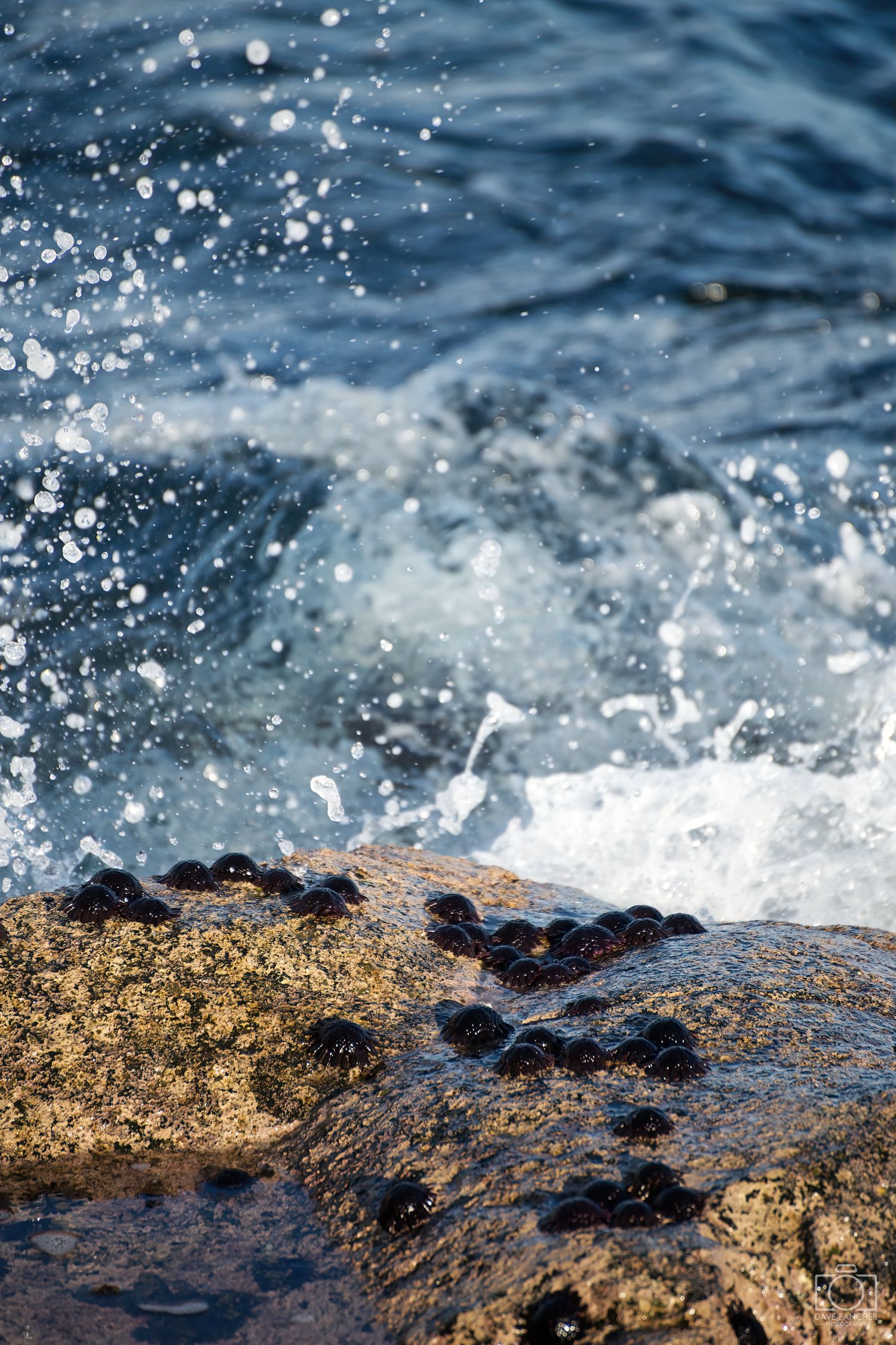 Shingle urchins clinging to a rock with waves splashing around them