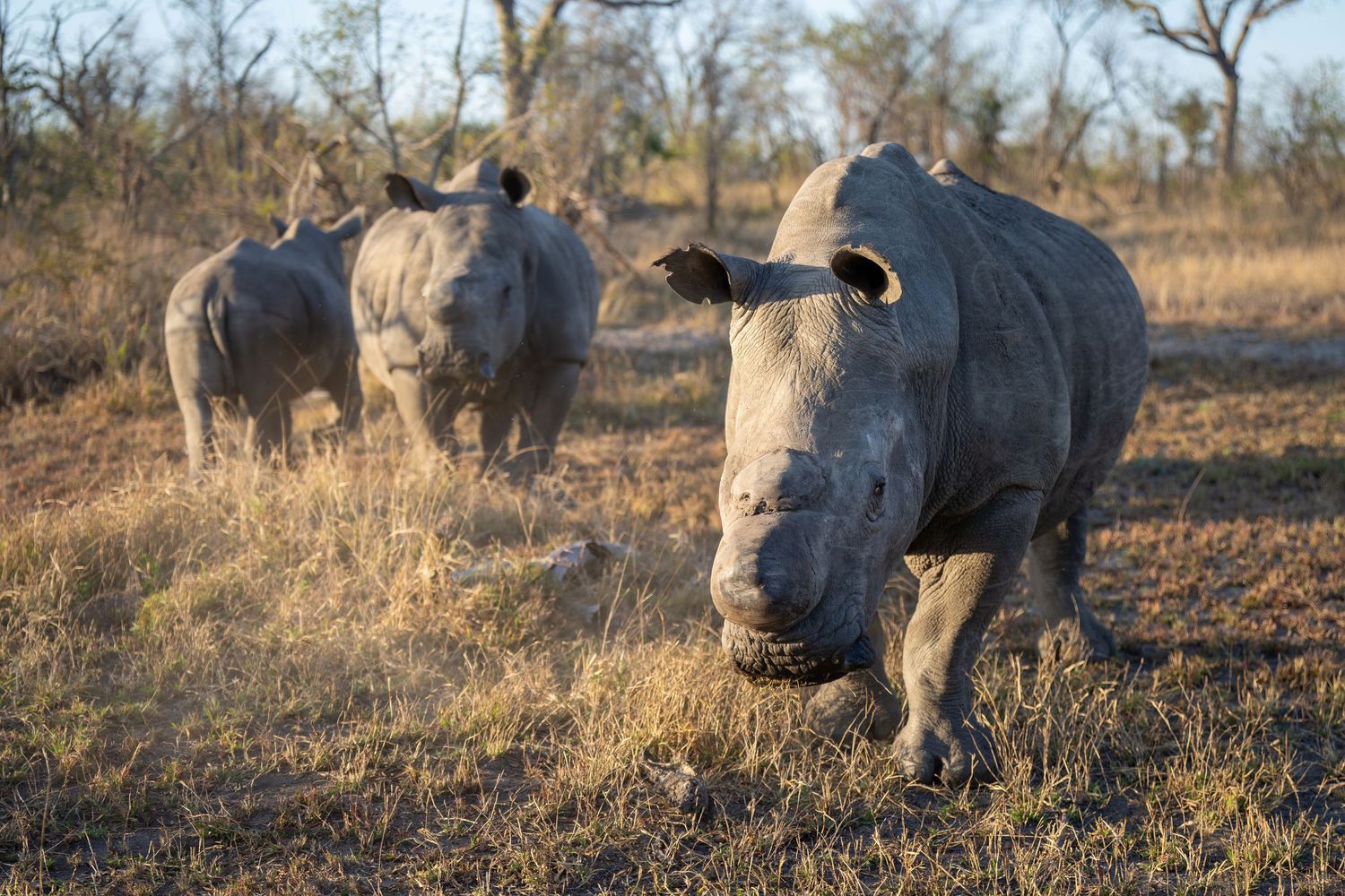 Herd of Cape buffalo grazing in dry savanna grassland.