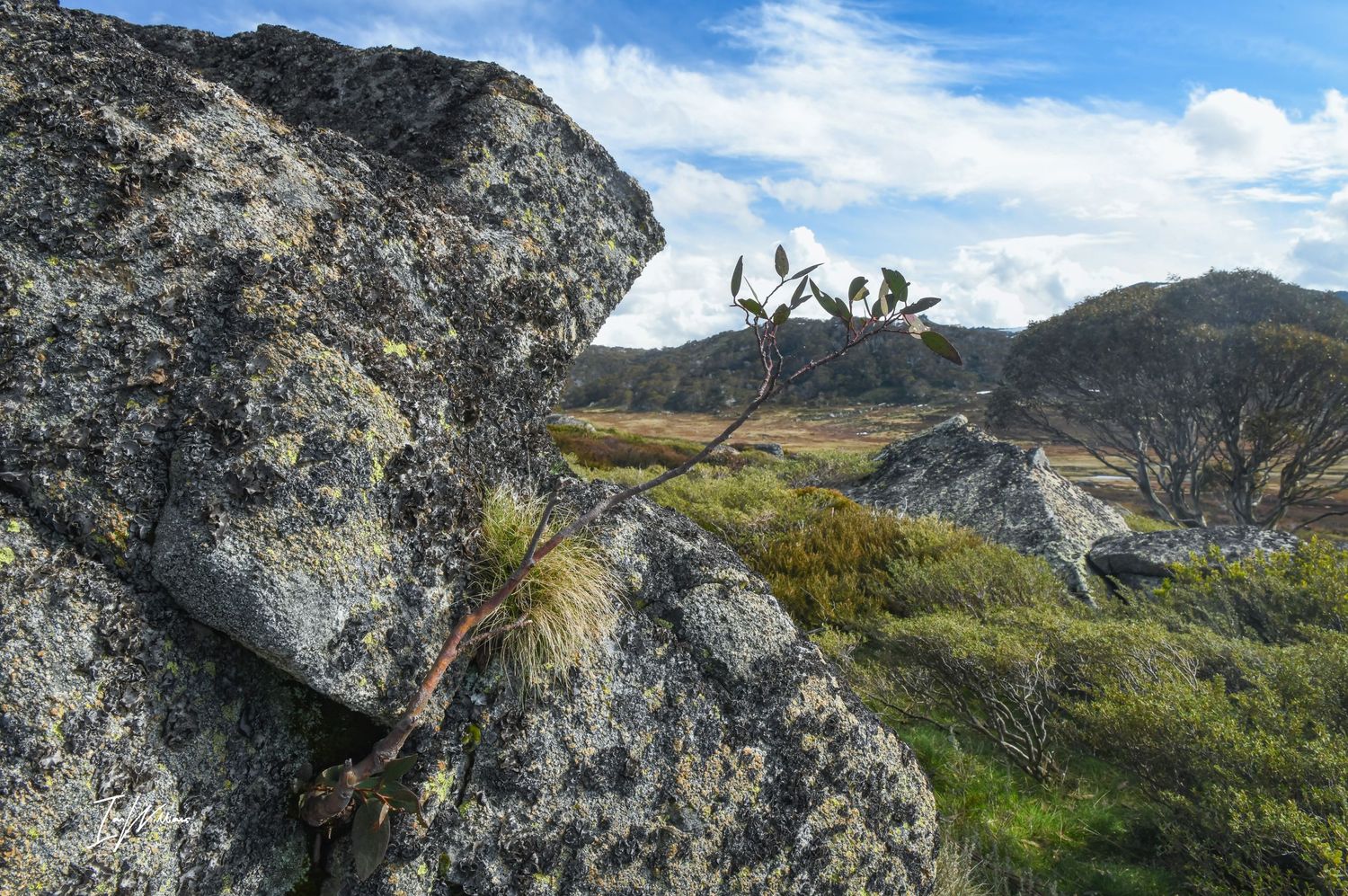 Snow gum