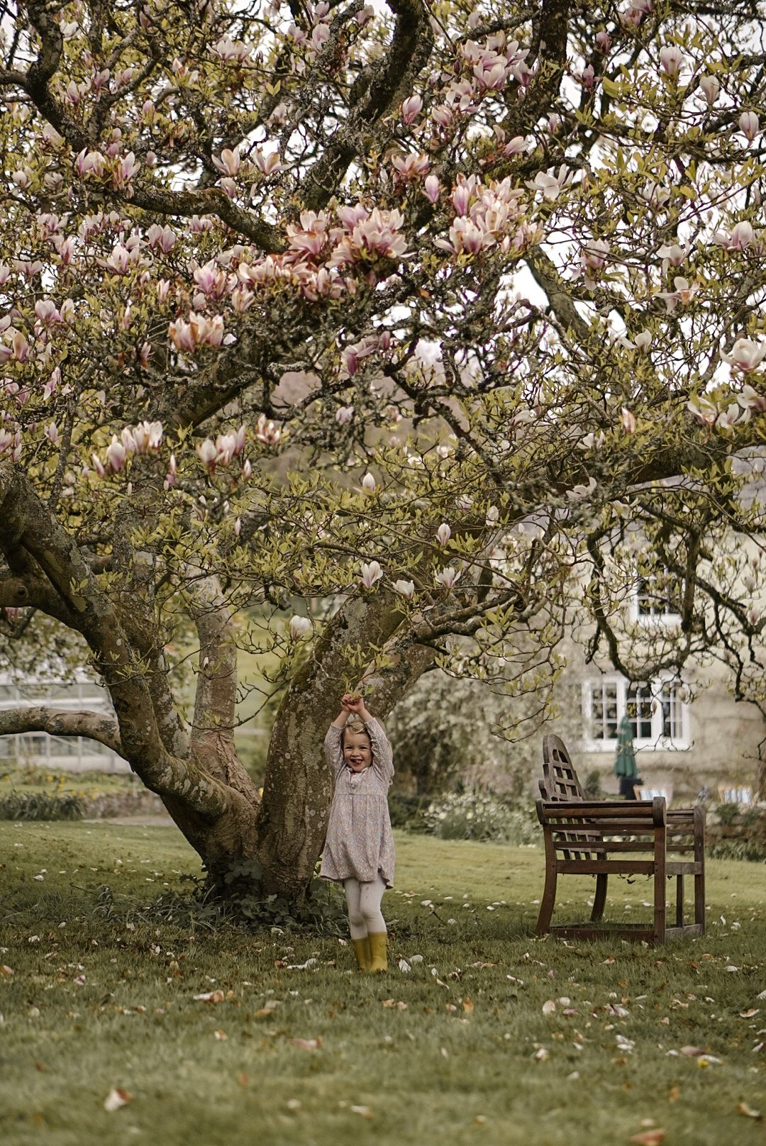 Beautiful magnolia tree in bloom with wooden bench in an English garden setting.