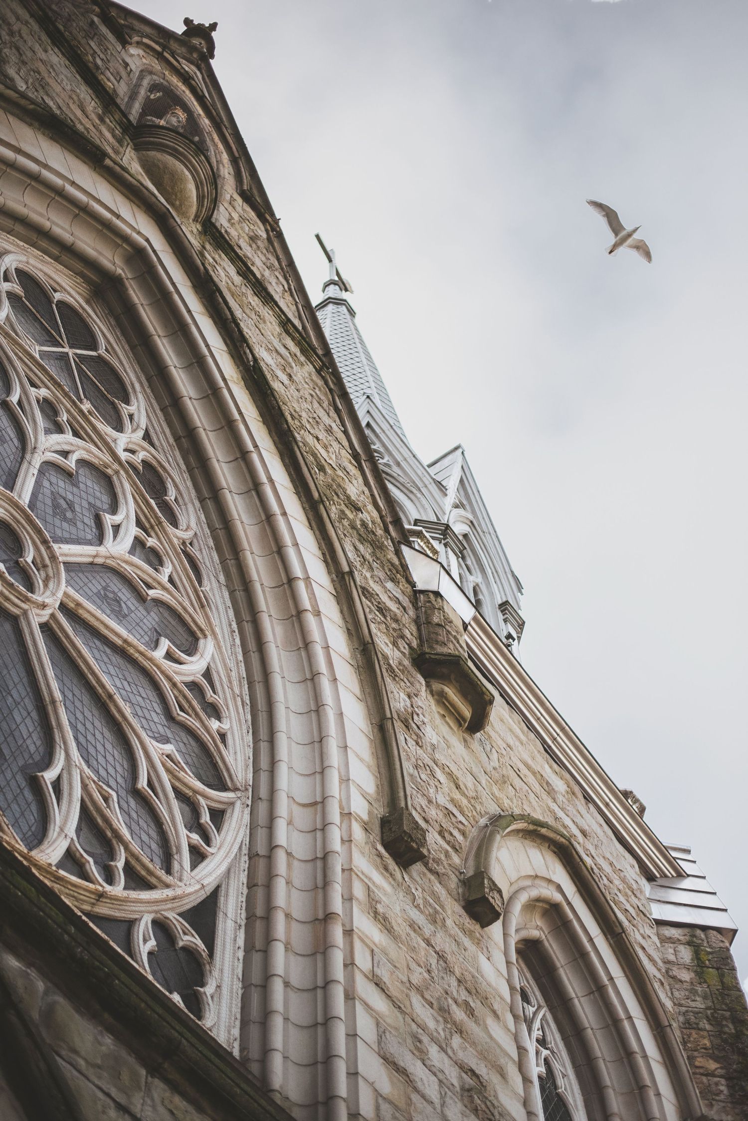 Upward view of gothic church architecture with intricate stone details and a seagull flying overhead.
