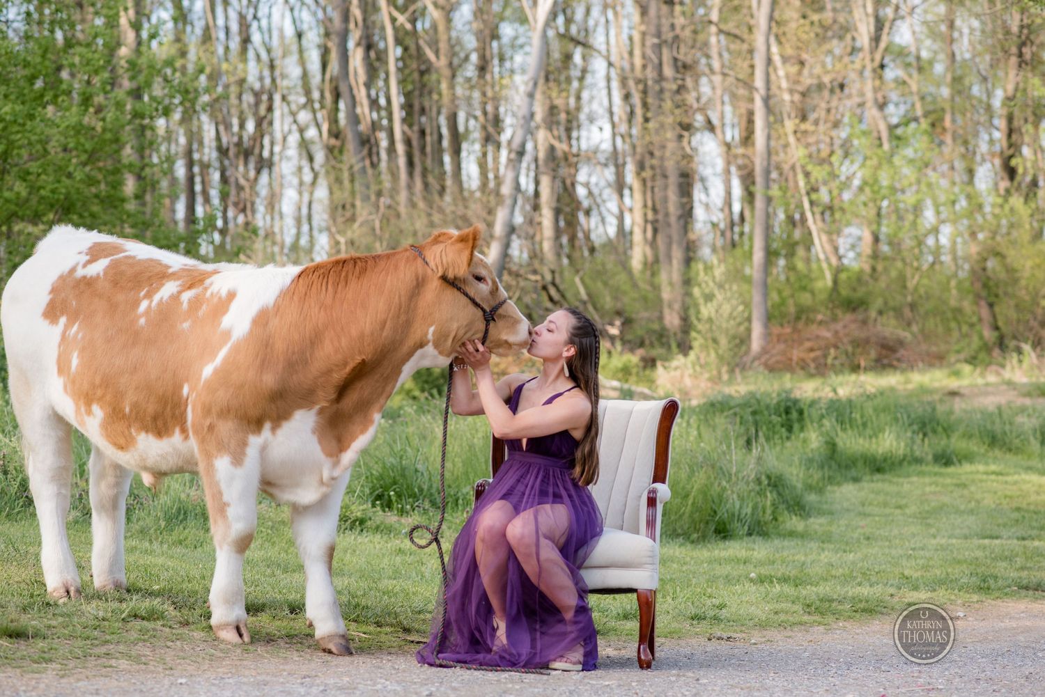 A friendly cow interacts with someone wearing a flowing purple dress seated in a wooden chair outdoors.