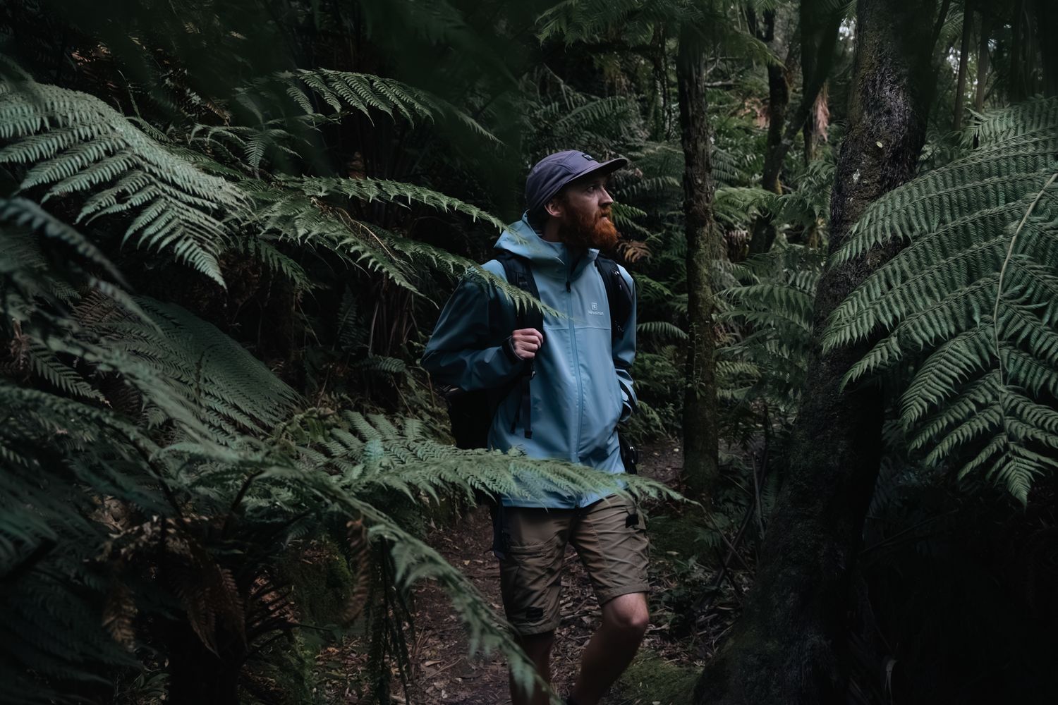 Hikers exploring lush forest trail surrounded by dense ferns and vegetation.