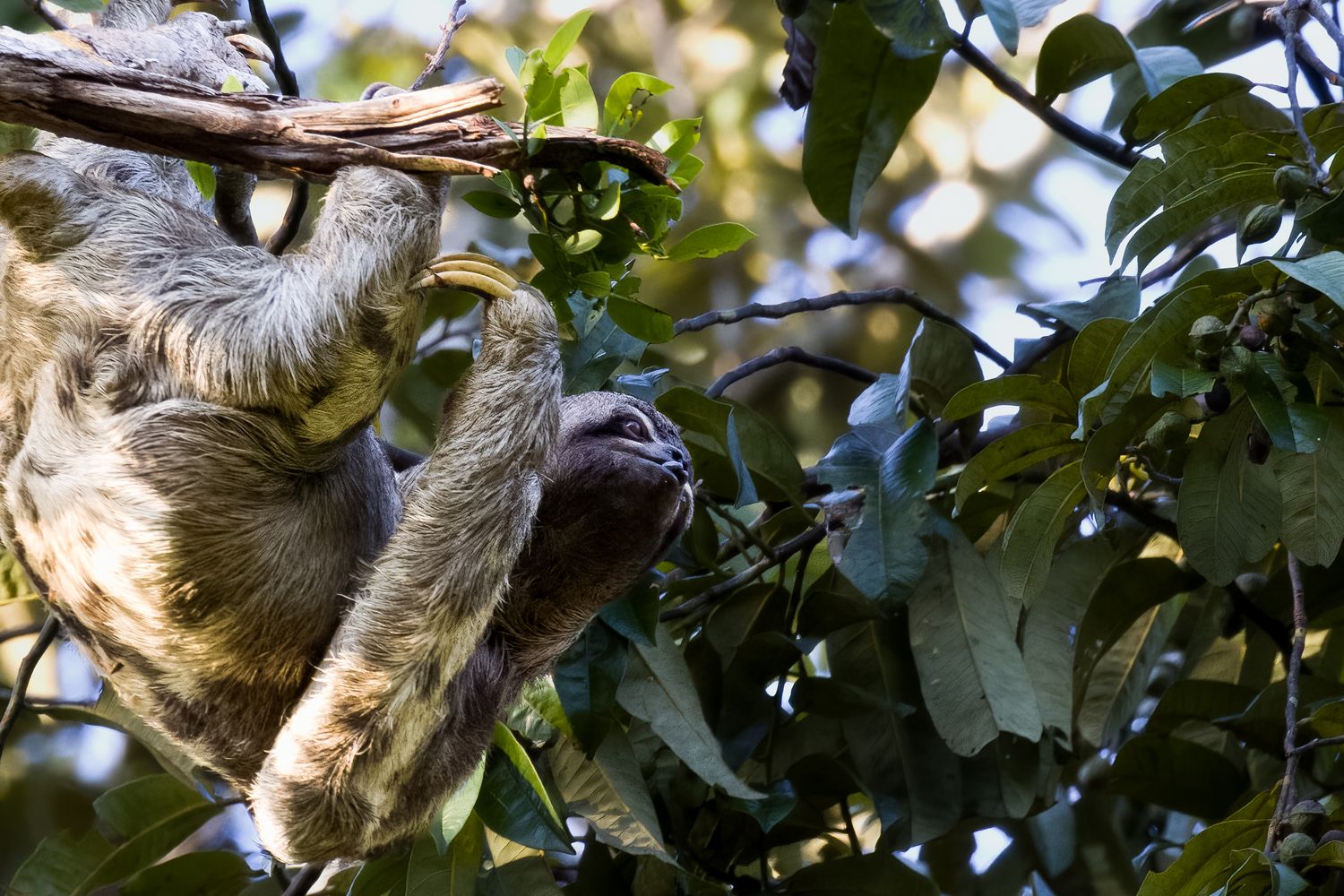 A Three Toed Sloth Hangs in a Tree in Ecuador's Yasuni National Park