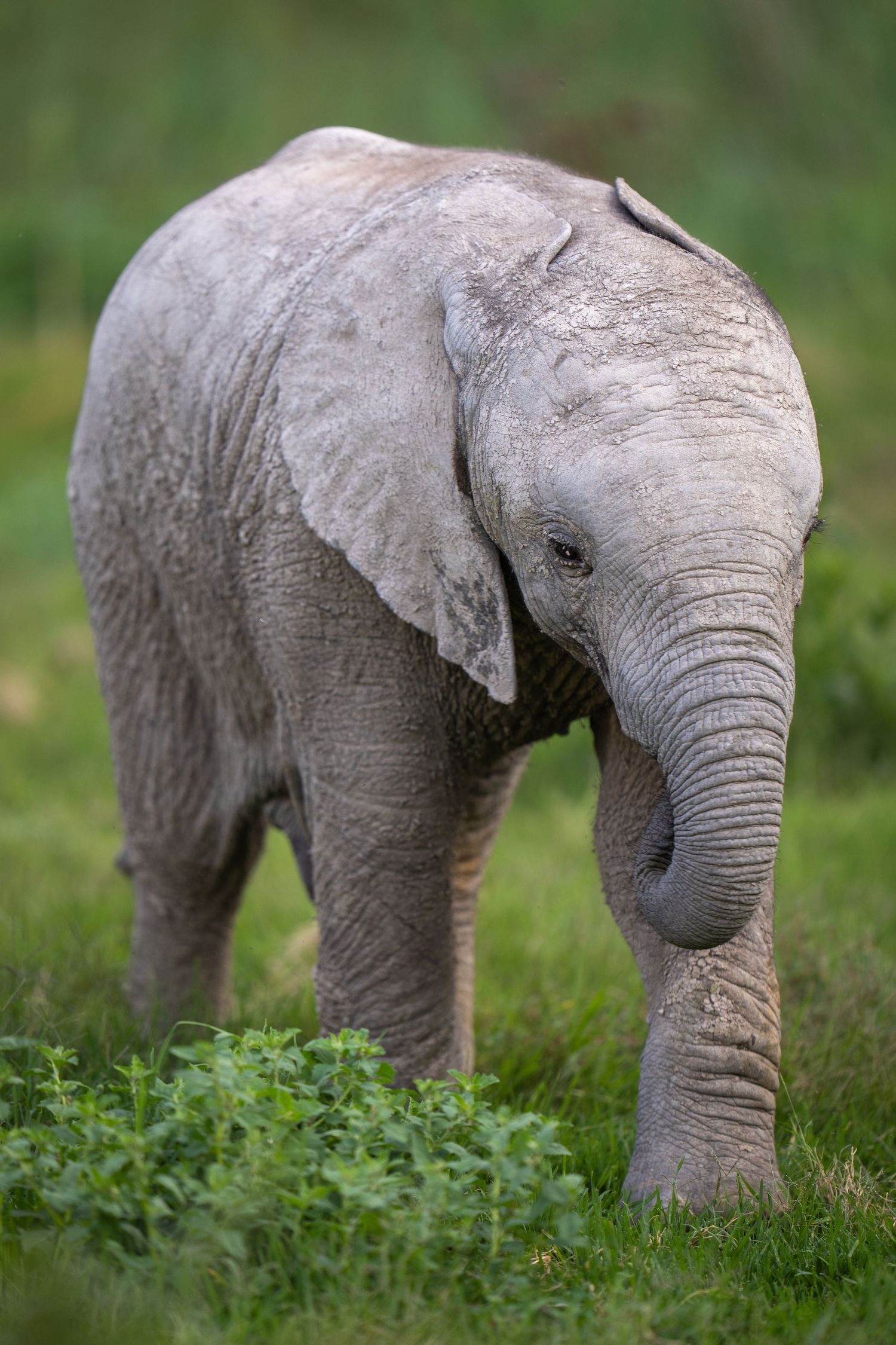 A baby elephant walking through green vegetation with its trunk curled downward.