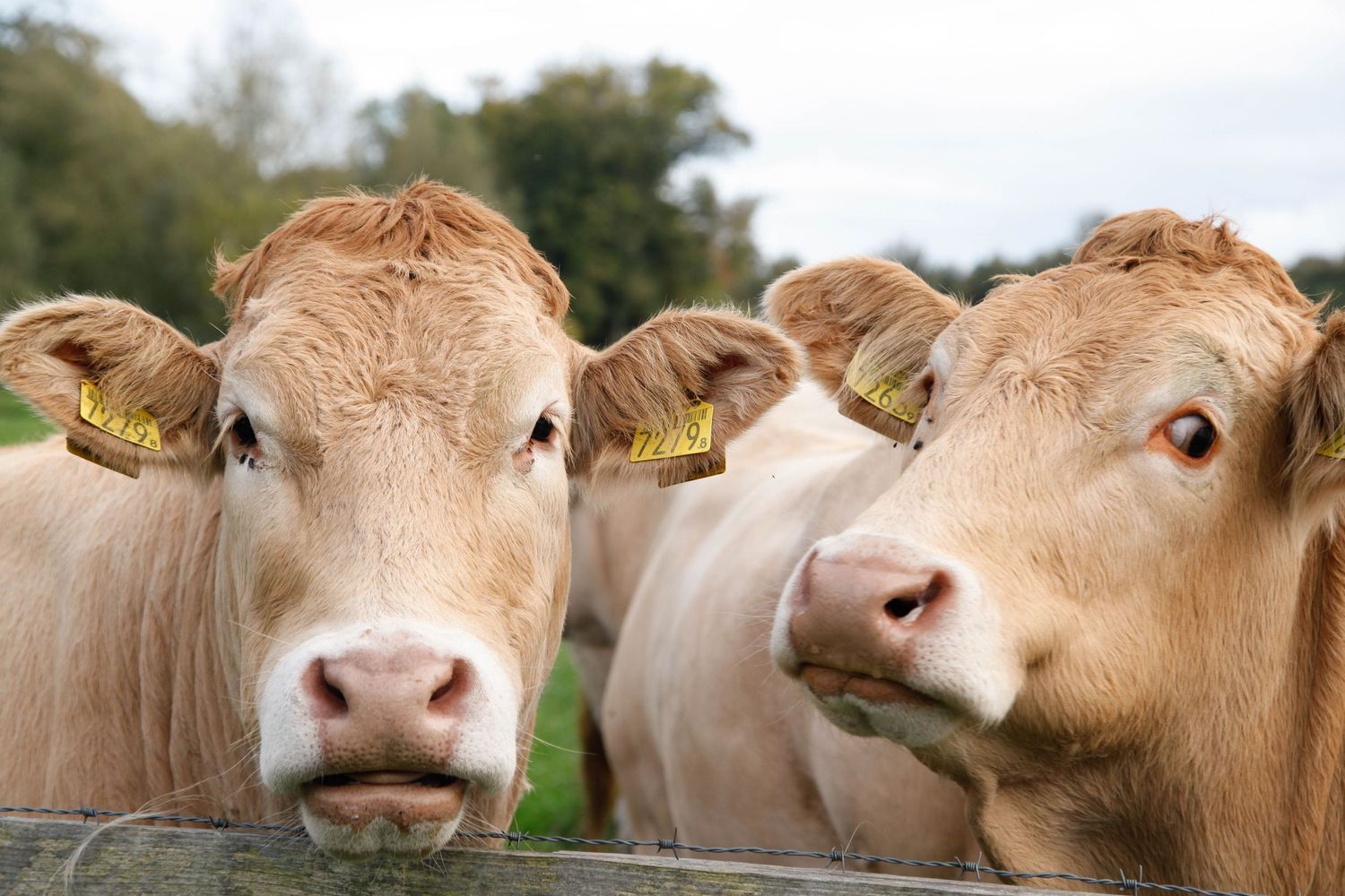 Rue Petit Cows Markdal Breda
