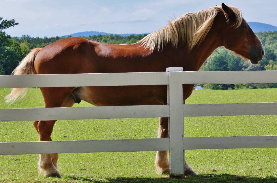 Brown horses standing behind white fence panels in a sunny pasture.