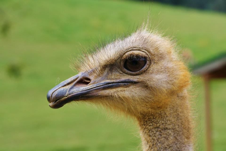 Close-up profile of an ostrich head showing its distinctive beak and eye.