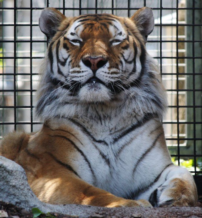 Majestic tiger resting behind cage bars with alert expression.