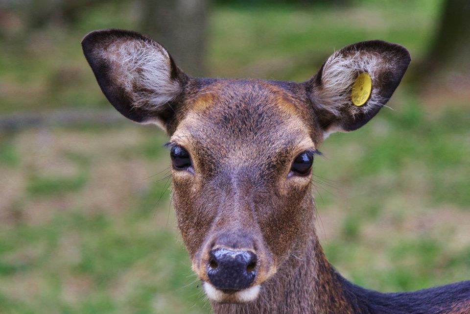 Close-up portrait of a young deer with large brown eyes and alert ears.