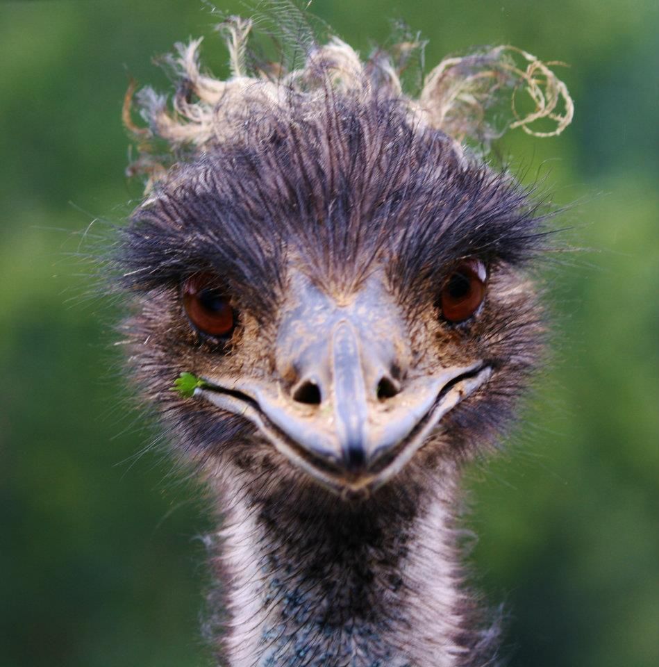 Extreme close-up of an emu's face showing its distinctive features and feathers.