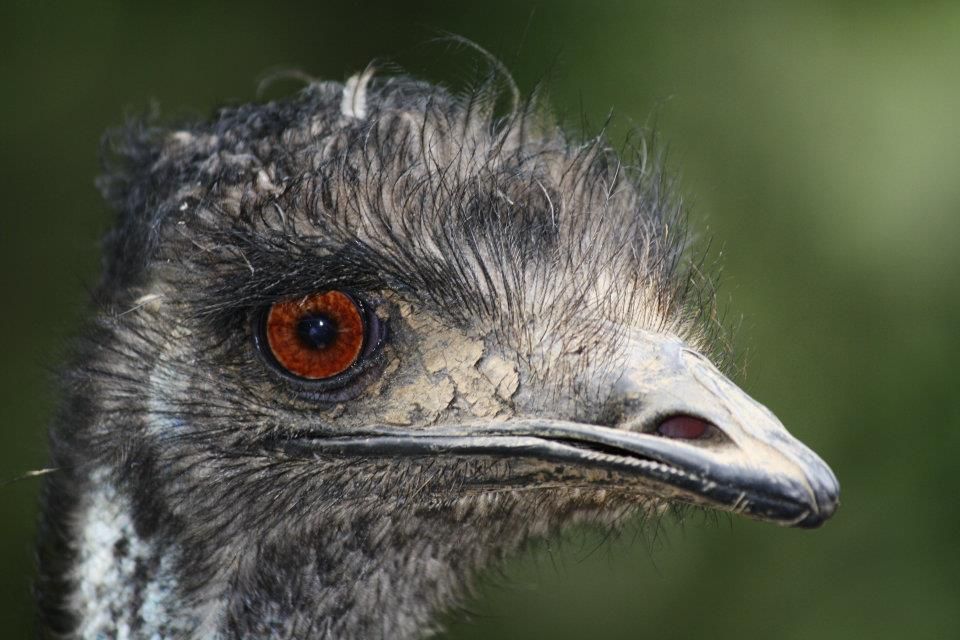 Close-up of an emu's head showing its striking red eye and dark feathers.
