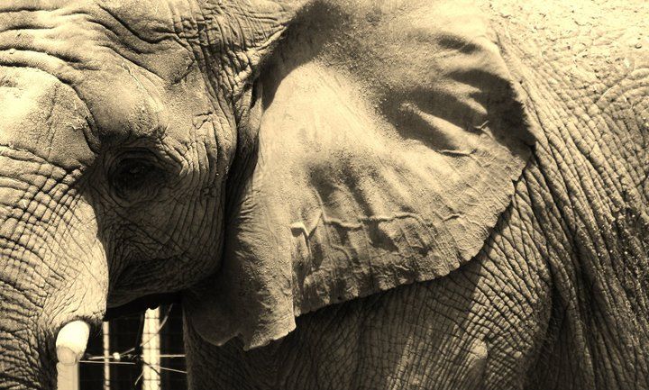 Close-up black and white portrait of an African elephant's face showing textured skin and tusks.