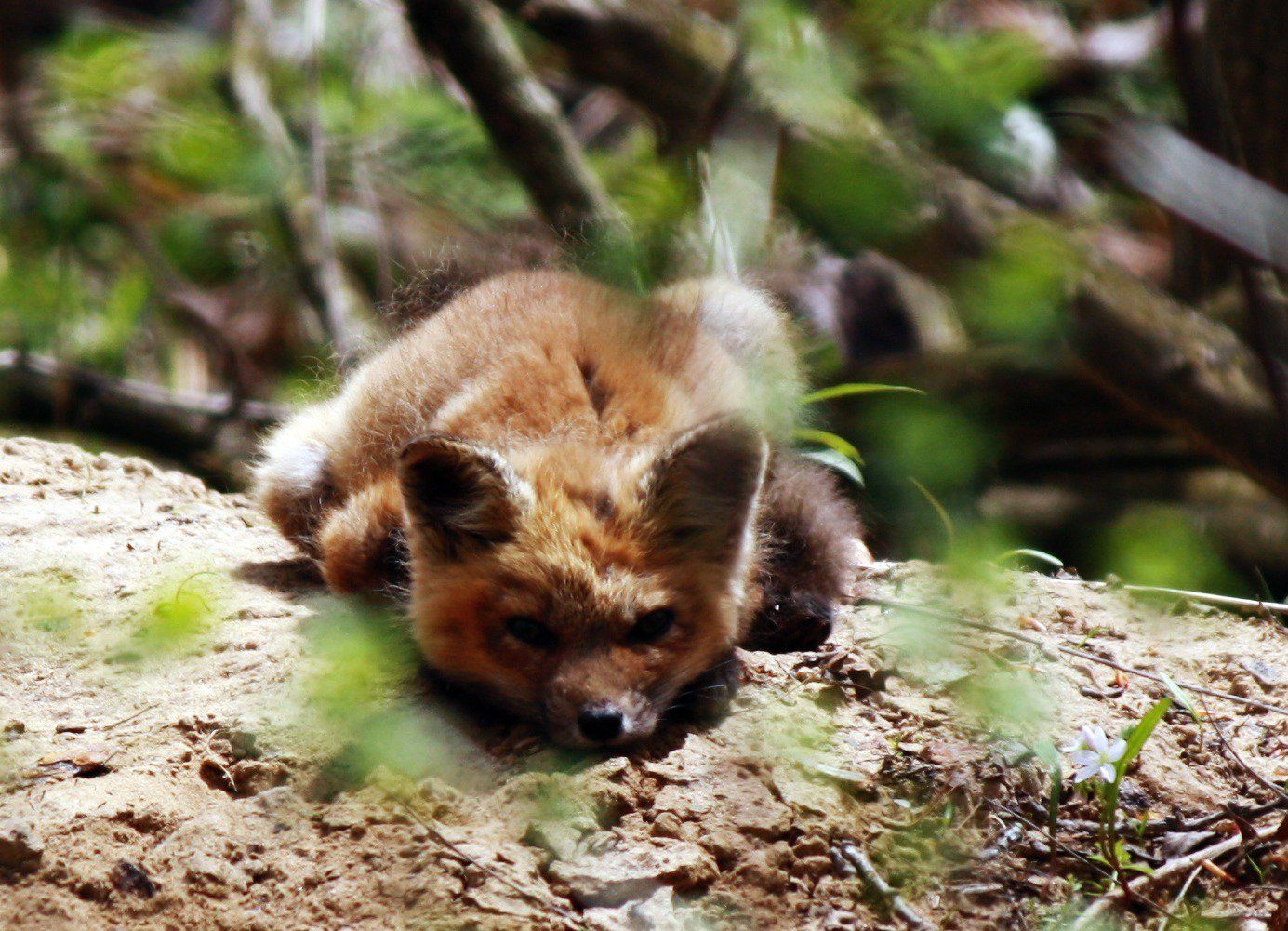 A sleepy red fox pup lies on the ground surrounded by leaves and branches.