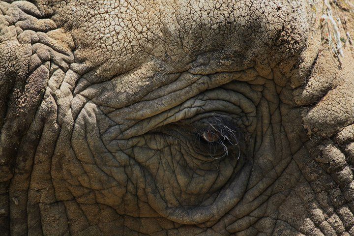 Detailed macro shot of an elephant's eye and wrinkled skin texture.