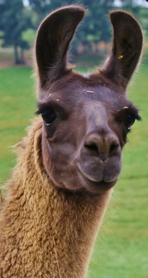 Close-up portrait of a brown llama with expressive eyes and perked ears against a green background.
