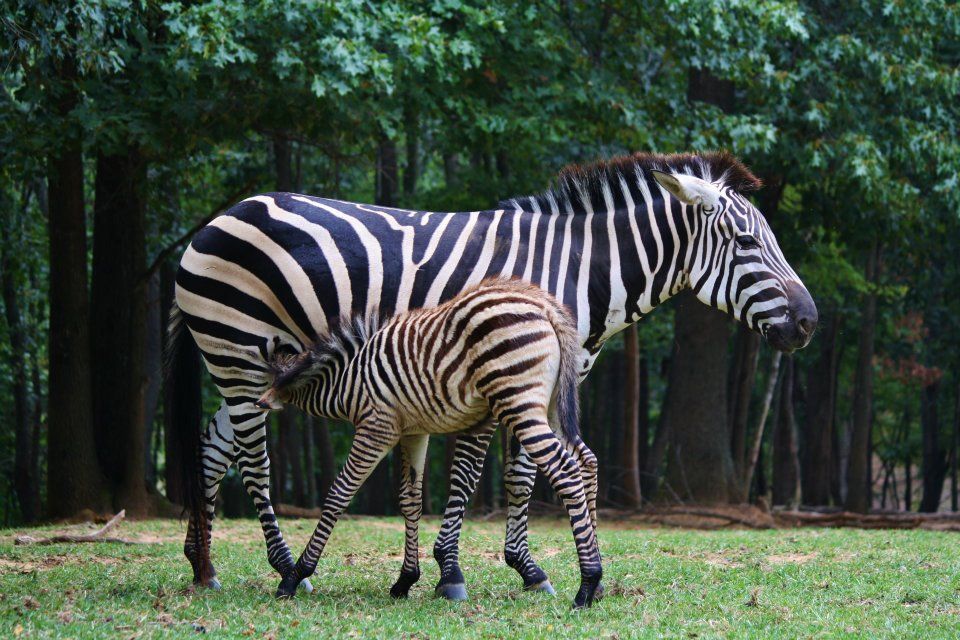 Adult zebra and foal walking together through a wooded area.