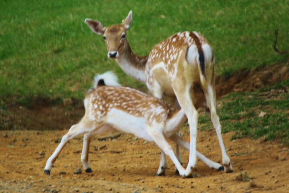 Spotted deer grazing together in a grassy field on a sunny day.