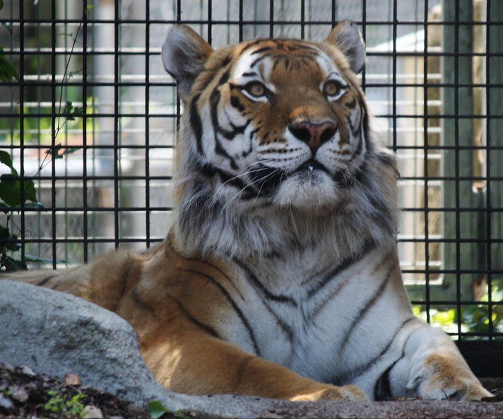 Bengal tiger lounging on rocks behind protective enclosure bars.