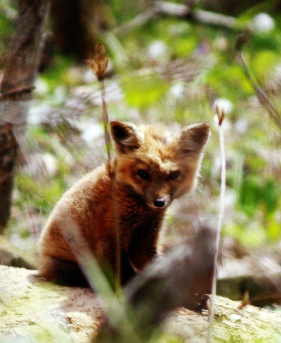 A young red fox kit rests in a forest setting among green foliage.