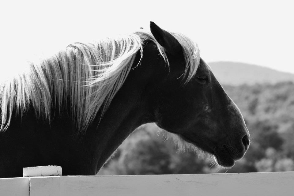 Silhouette of horse heads in profile against a bright background.