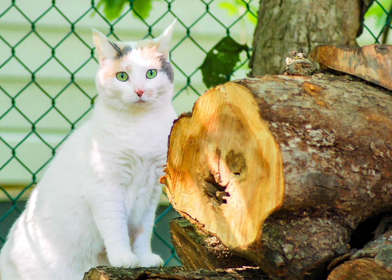 white cat with green eyes with front paws on a log