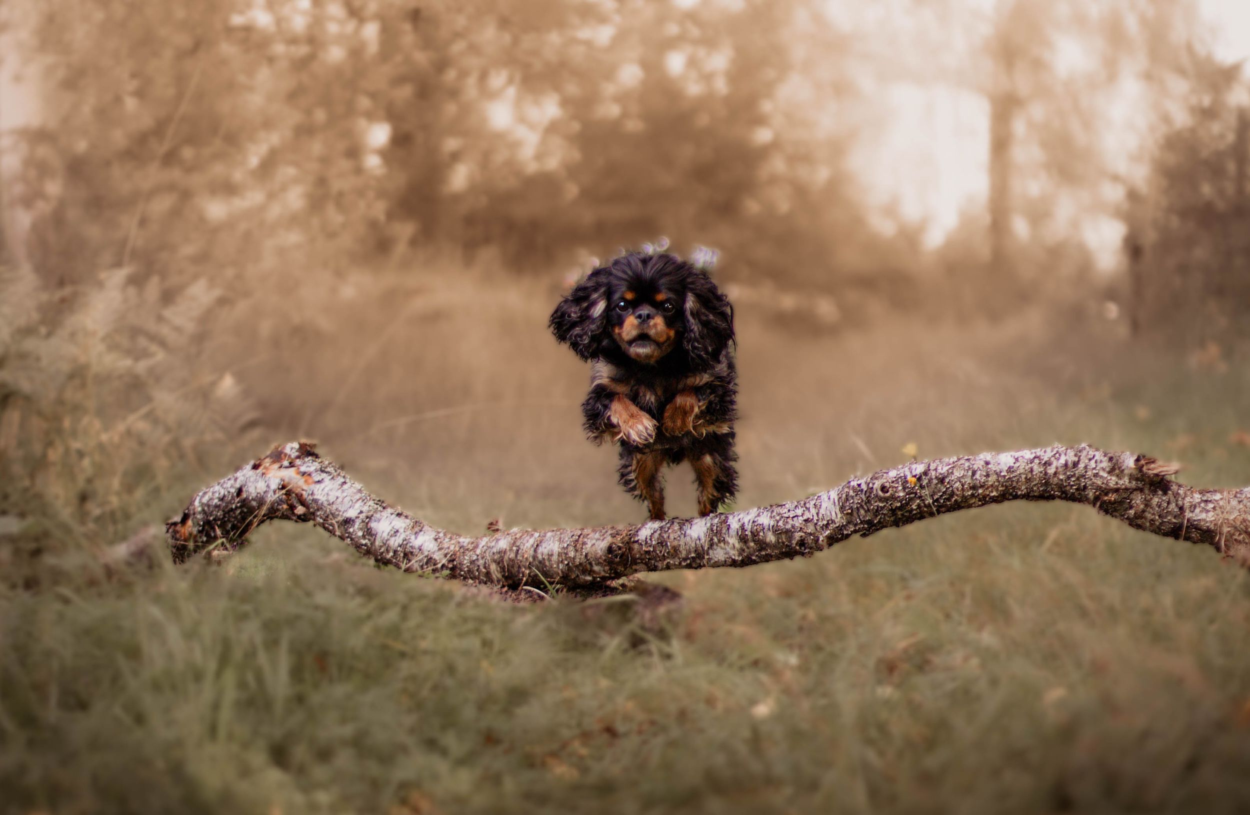 A small black and tan Cavalier King Charles Spaniel jumping over a fallen branch in a forest.