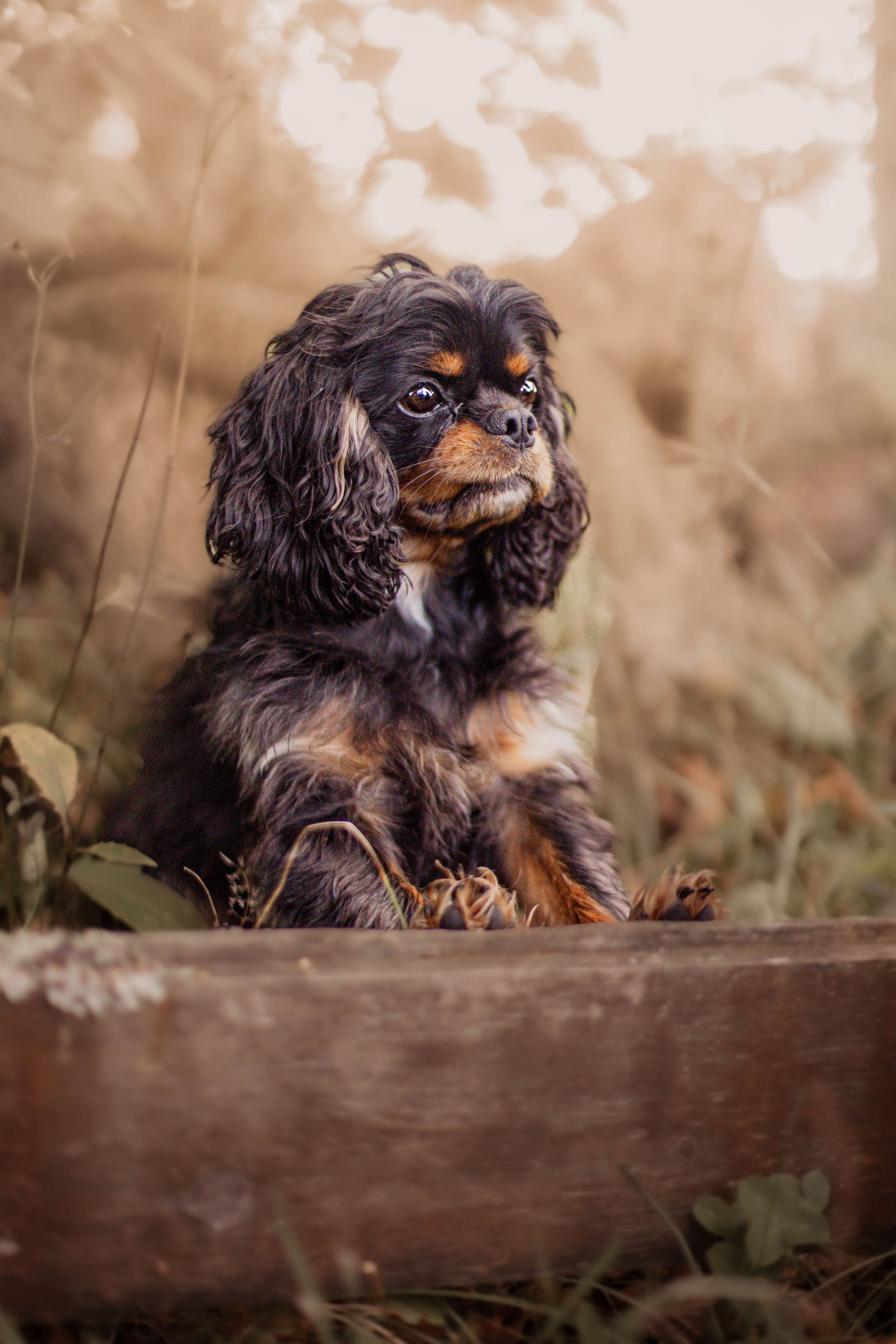An adorable black and tan Cavalier King Charles Spaniel sitting in a rustic wooden box outdoors.