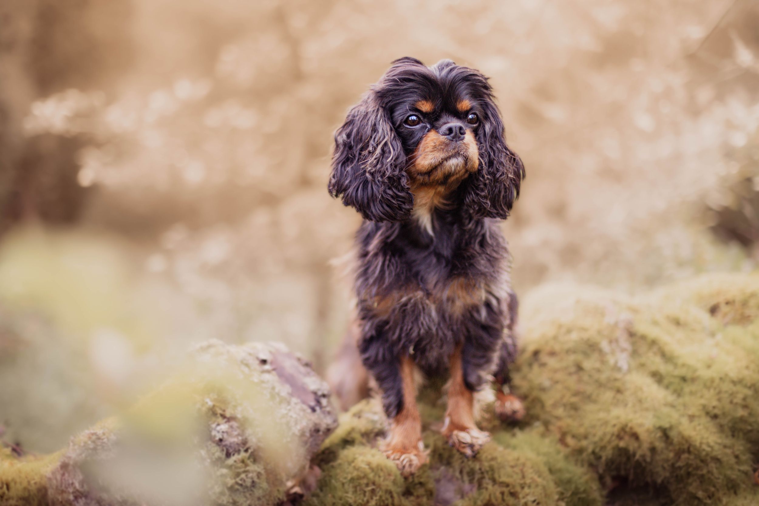 A black and tan Cavalier King Charles Spaniel posing on a mossy rock in a dreamy forest setting.