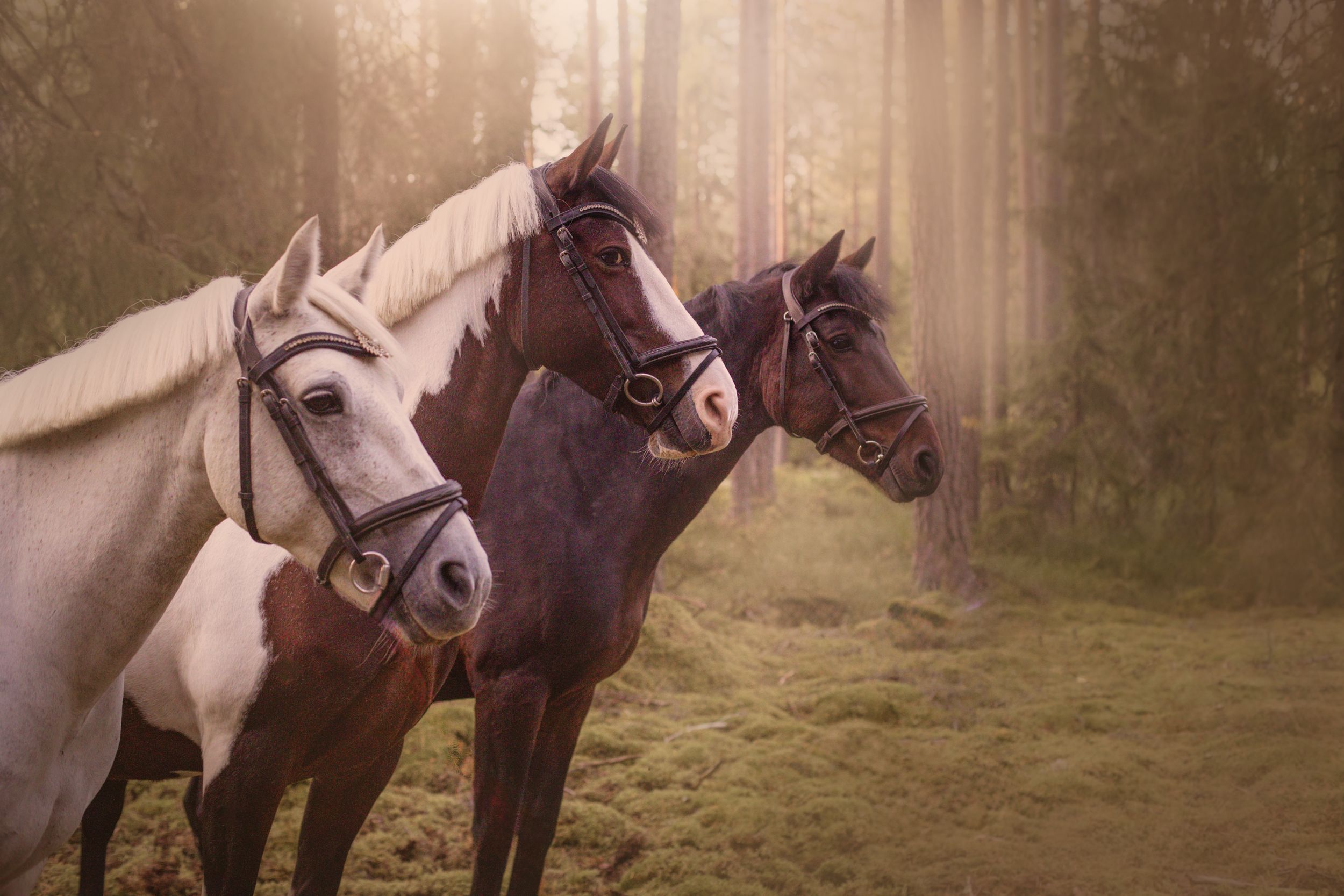 Three horses in warm golden mist standing together in a serene forest clearing.