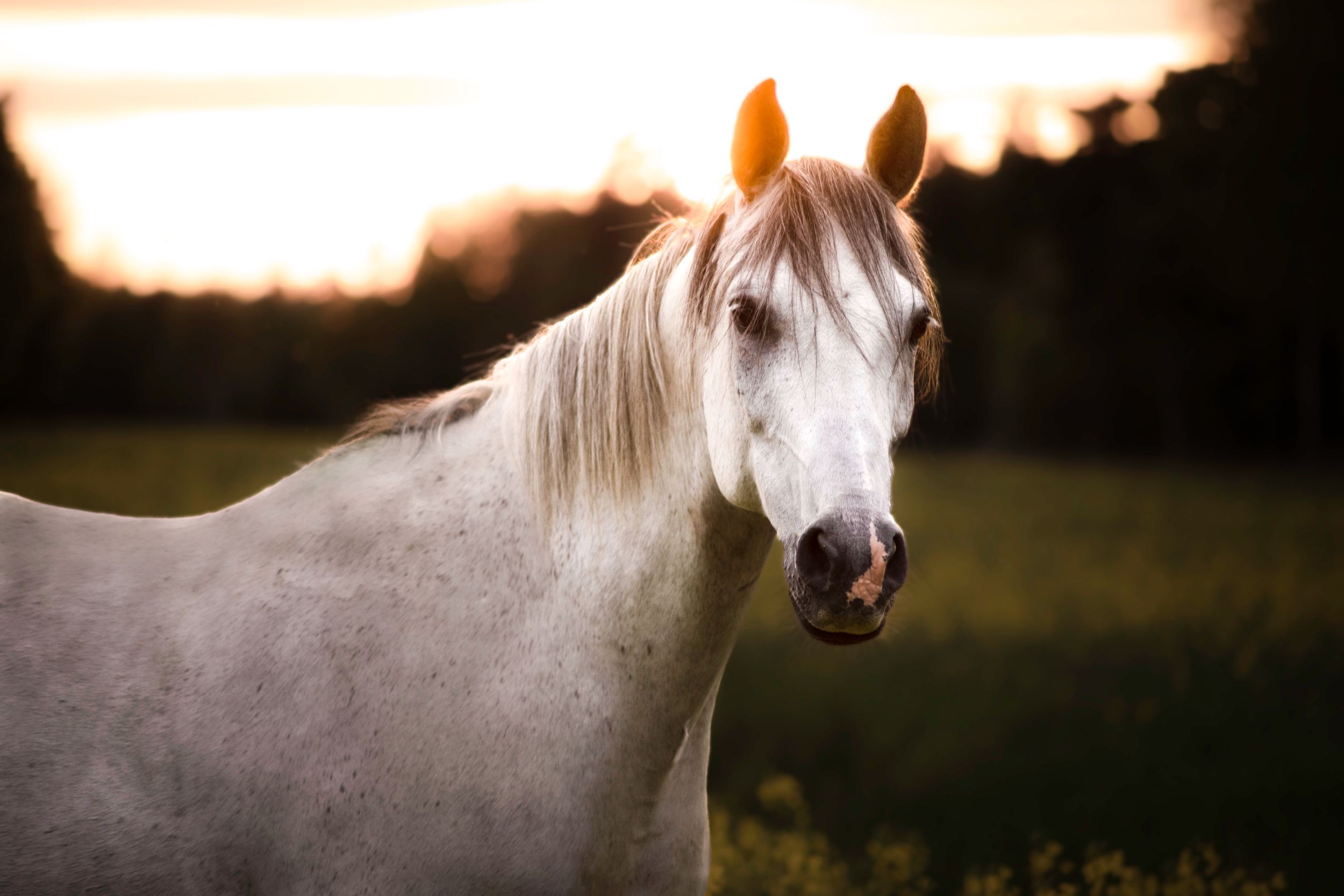 Beautiful white horse standing in a green field during a vibrant golden sunset.