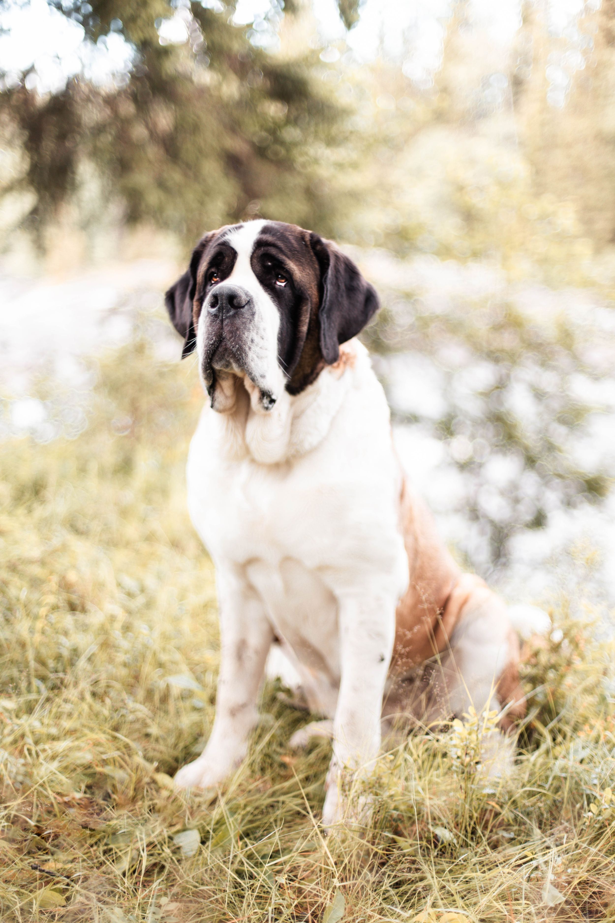 Large Saint Bernard dog sitting on dry grass outdoors near trees in soft natural light.
