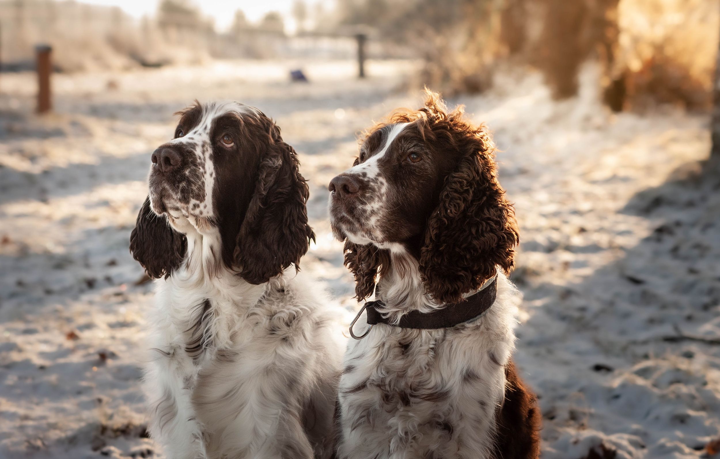 Two brown and white English Springer Spaniel dogs sitting together on snowy ground in warm winter sunlight.