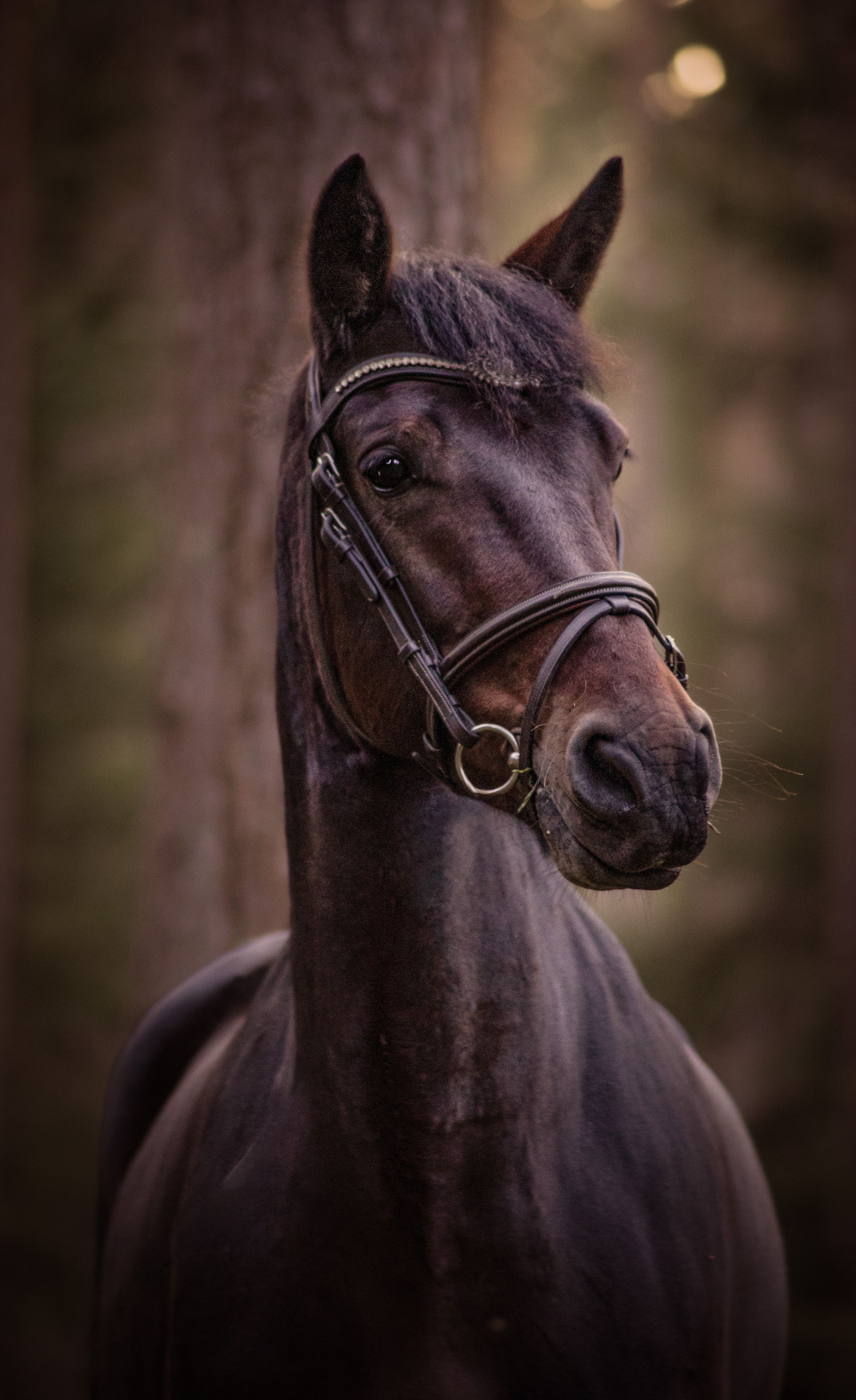 A majestic dark bay horse wearing a bridle poses in a moody forest portrait.