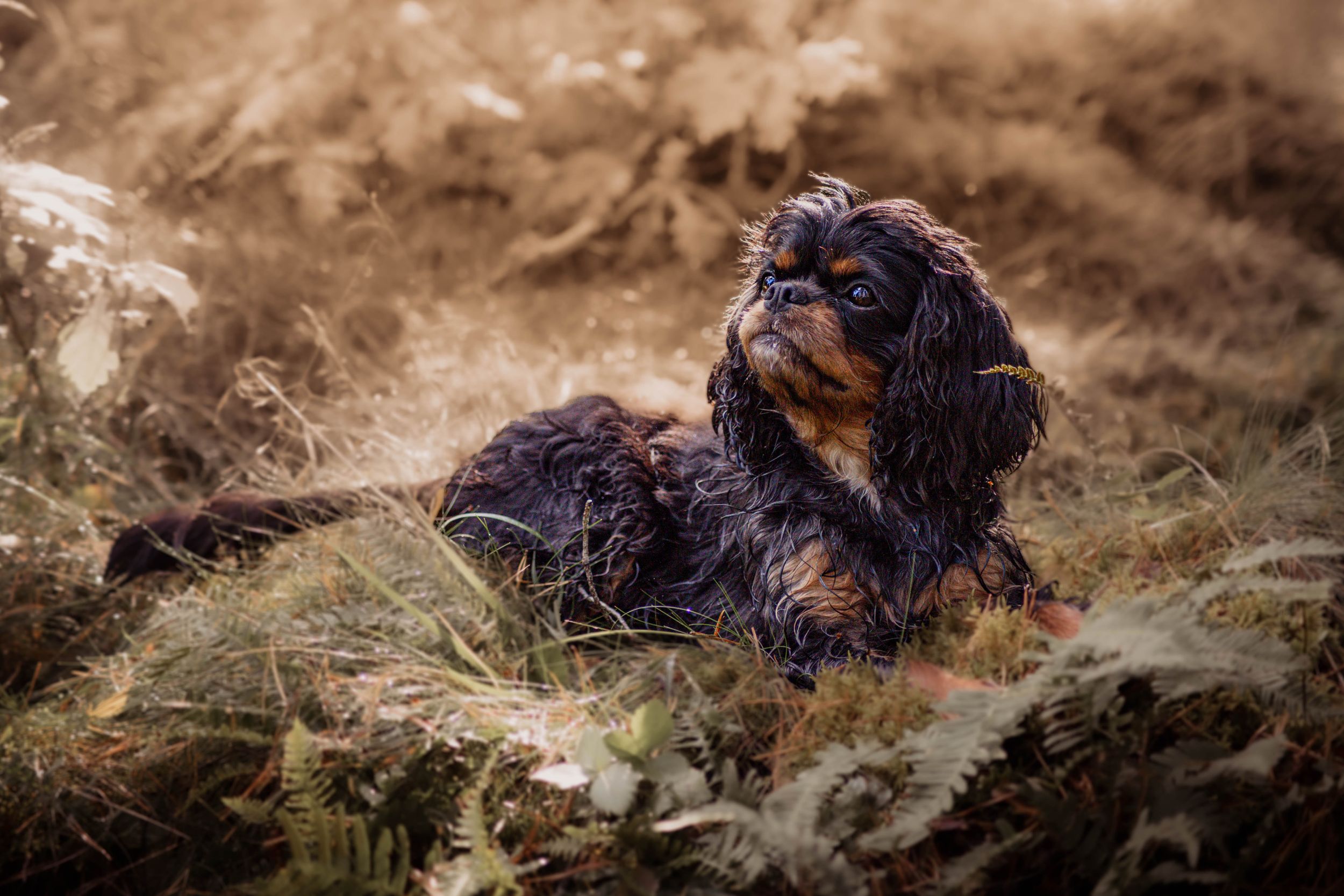 A black and tan Cavalier King Charles Spaniel resting in golden autumn ferns outdoors.
