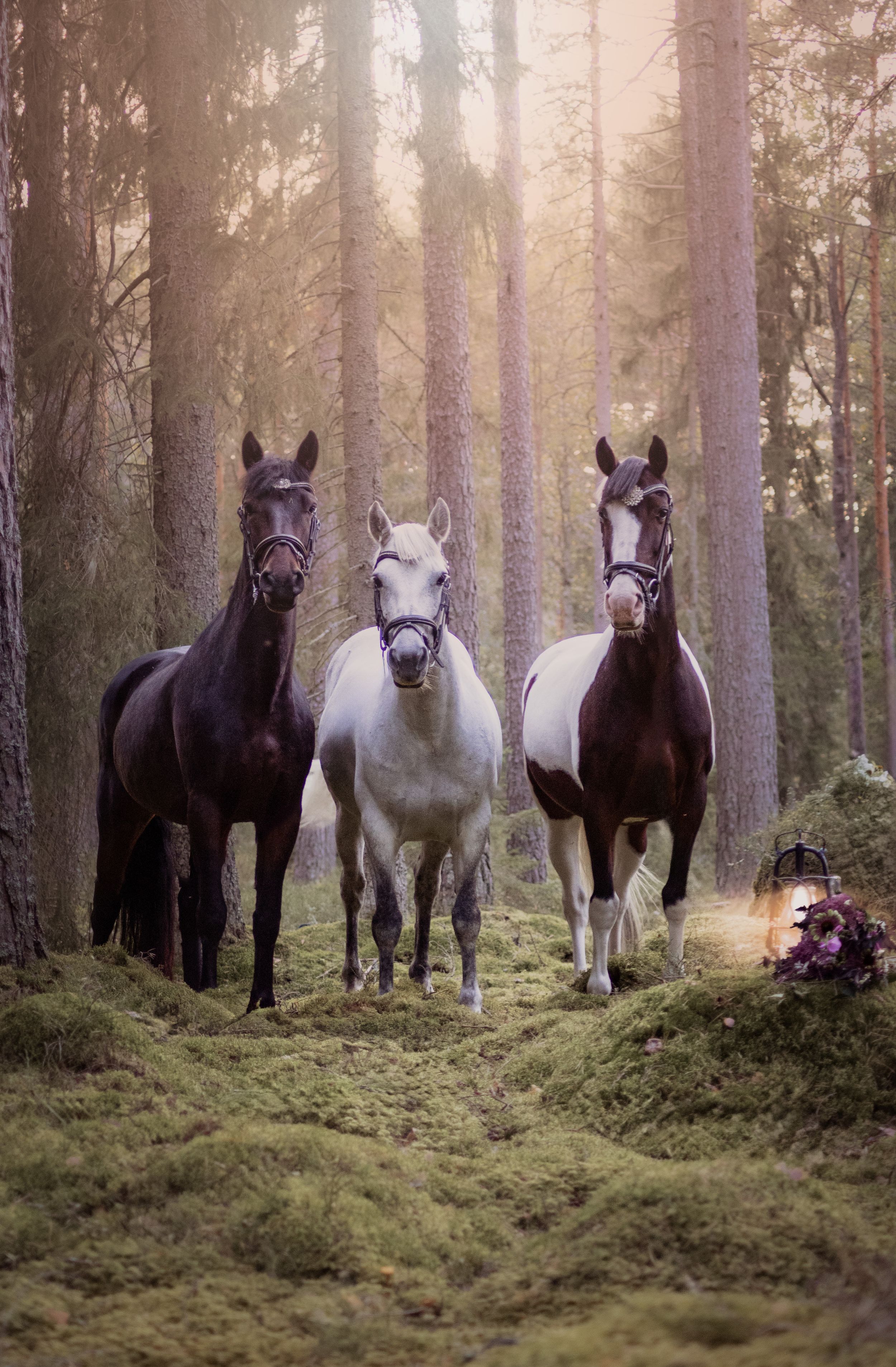 Three horses, one white and two dark brown, standing together in a sunlit misty forest.