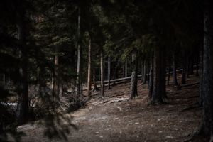 Dark forest trail winding through tall pine trees with dappled sunlight.