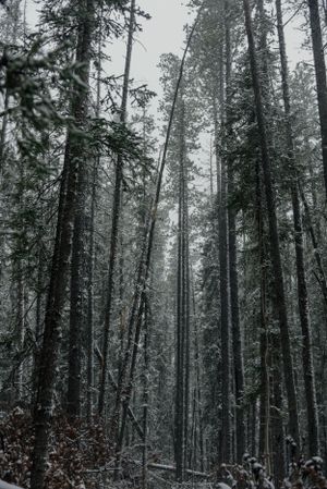 Tall evergreen trees create a misty forest canopy in black and white.